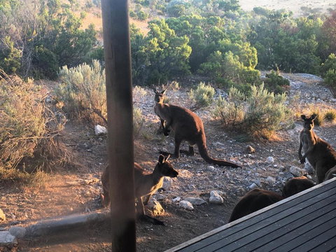 Pelican Lagoon Cabin - South Australia Travel 5