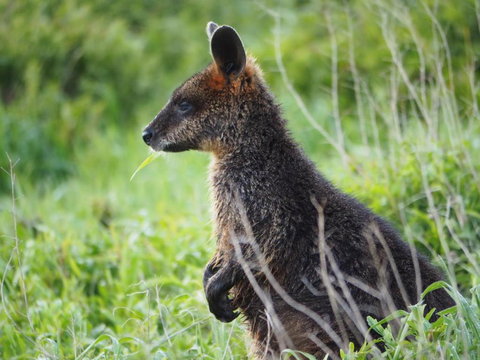 Douglas Riverside - South Australia Travel 1
