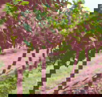 Hermitage Hideaway Homestead  Cottage - South Australia Travel