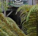 The Wombat Cottage - South Australia Travel