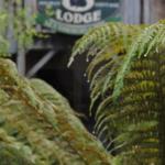 The Wombat Cottage - South Australia Travel 0