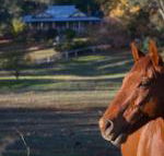 Historic Oak Hill House Estate Truffle Gourmet Festival Region - South Australia Travel