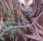 Stringybark Hills Retreat