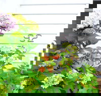 White House - South Australia Travel