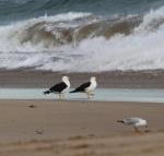 GALWAY COTTAGE - South Australia Travel