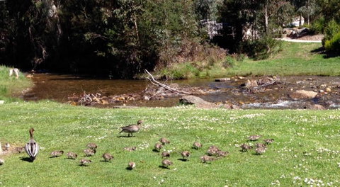RiverCottage Selfcontained - South Australia Travel 3