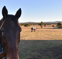 Clydesdale Cottage on Talga with real Clydesdale Horses - South Australia Travel
