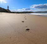 Surfers Paradise at Catherine Hill Bay - South Australia Travel