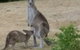 Kookas Cottage - thumb 1