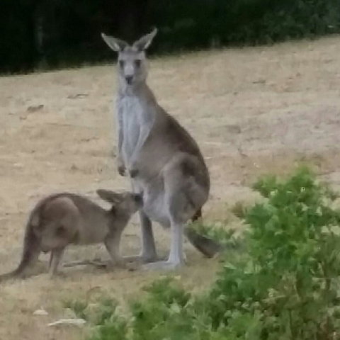 Kookas Cottage - South Australia Travel 1