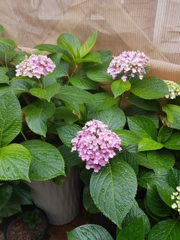 Brae Mar - South Australia Travel 5