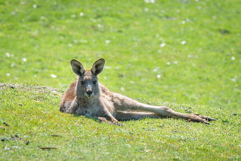 Halls Gap Motel - South Australia Travel 5