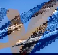 Bussells Bushland Cottages - South Australia Travel