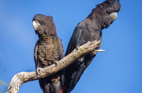 Bussells Bushland Cottages - South Australia Travel 0