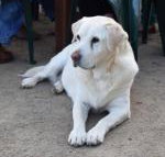 Nazaaray Beach House