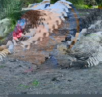 Halls Haven Holiday Units - South Australia Travel