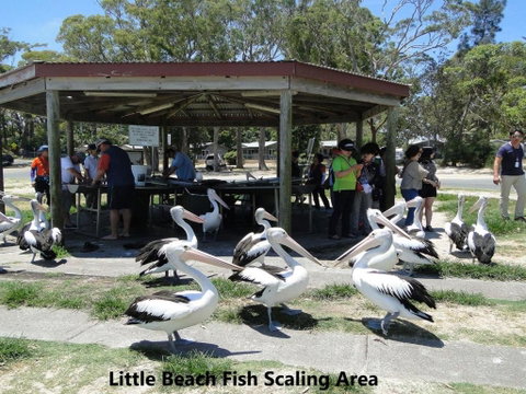 10 Intrepid 3 Intrepid Close Water Views Over Shoal Bay Beach - South Australia Travel 2