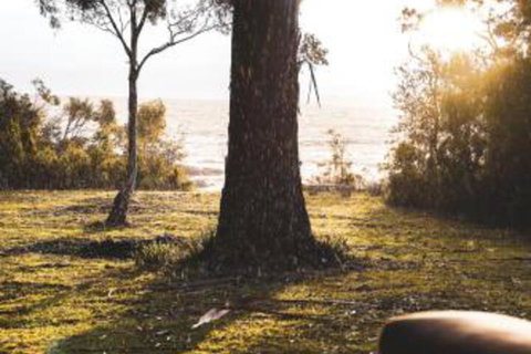 Seagrass On Sunset Bay - South Australia Travel 1