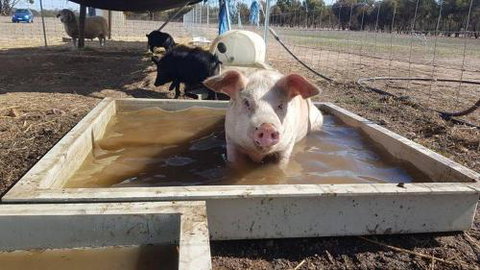 A Better Life Animal Sanctuary FarmStay Private Two Bedrooms Lounge Room & Bathroom & Toilet Shared Kitchen - South Australia Travel 2