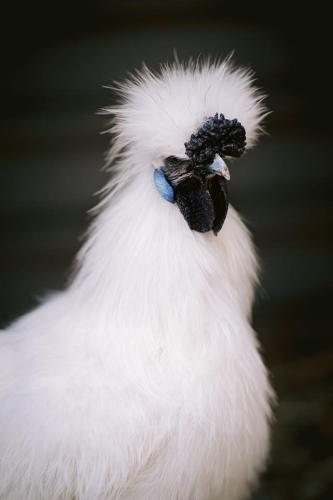 A Better Life Animal Sanctuary FarmStay Private Two Bedrooms Lounge Room & Bathroom & Toilet Shared Kitchen - South Australia Travel 6