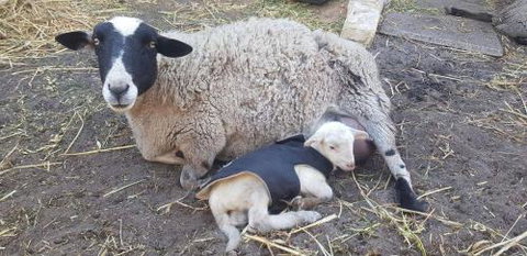 A Better Life Animal Sanctuary FarmStay Private Two Bedrooms Lounge Room & Bathroom & Toilet Shared Kitchen - South Australia Travel 1