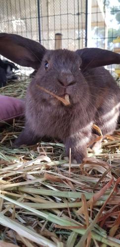 A Better Life Animal Sanctuary FarmStay Private Two Bedrooms Lounge Room & Bathroom & Toilet Shared Kitchen - South Australia Travel 5