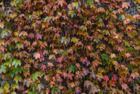 Killiorra - South Australia Travel 1