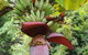 Wildwood - thumb 6