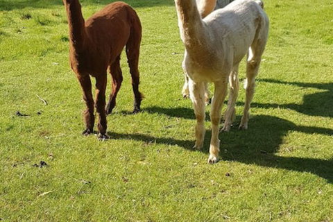 Glenbrook House And Cottage - South Australia Travel 3