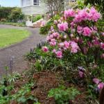 Cuckoo TAS South Australia Travel