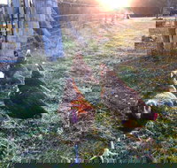 Bryn Glas Farm Stay - South Australia Travel