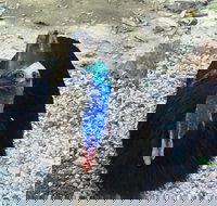 Licuala Lodge - South Australia Travel