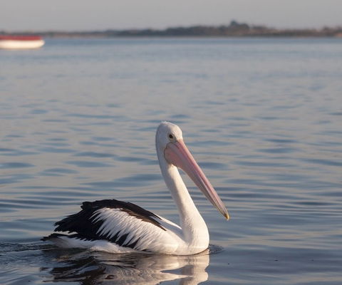 Oak Tree Lodge - South Australia Travel 1