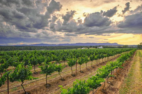 Adina Vineyard - South Australia Travel 3