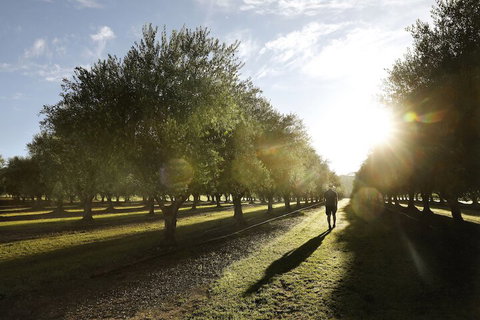 Adina Vineyard - South Australia Travel 2