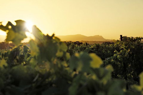 Adina Vineyard - South Australia Travel 1