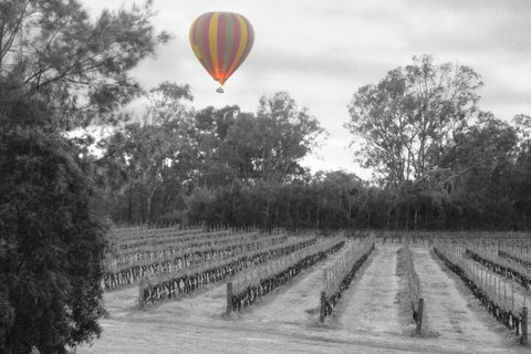 Adina Vineyard - South Australia Travel 5