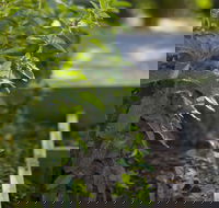 Grampians Eco YHA - Hostel - South Australia Travel