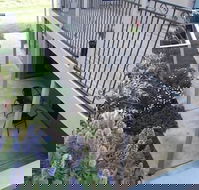 Swan Lake Guest House - South Australia Travel