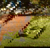 Enderslie House Bed  Breakfast - South Australia Travel