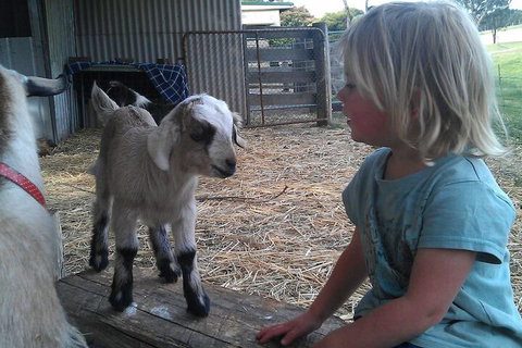 Fernleigh Farmstay & Bike Park - South Australia Travel 5
