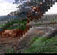 Morella Farm Stay - South Australia Travel