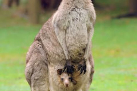 Halls Gap Lakeside Tourist Park - South Australia Travel 1