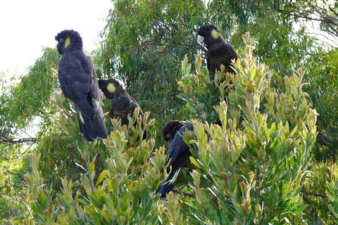 Eagles Rise Tasmania - South Australia Travel 5