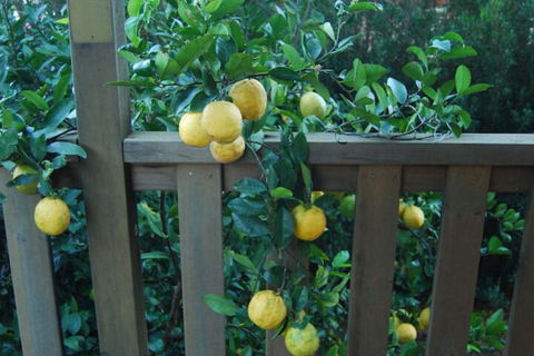 Highclaire House Bed & Breakfast - South Australia Travel 4