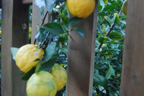 Highclaire House Bed & Breakfast - South Australia Travel 1