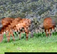 Hill Top Country Guest House - South Australia Travel