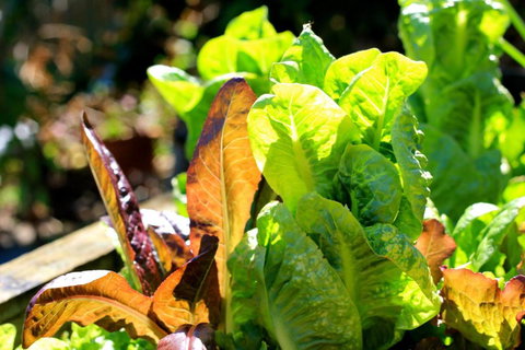 The Friendly Chat Bed & Breakfast - South Australia Travel 4