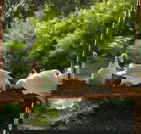 The Burrow At Wombat Bend - South Australia Travel