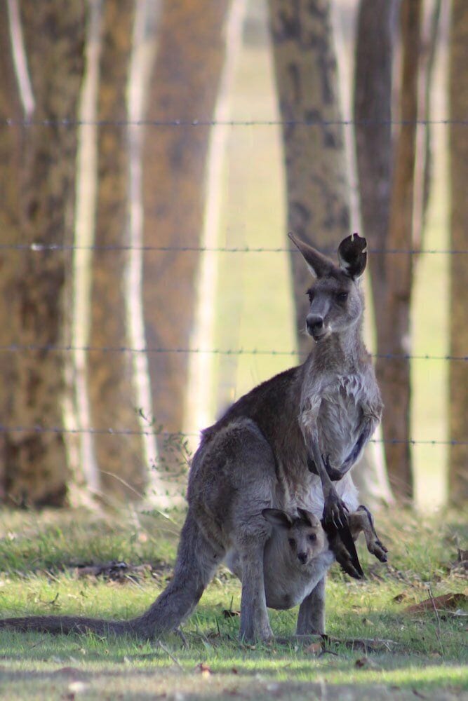 Windella NSW South Australia Travel